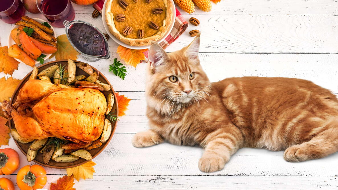 Cats sales eat turkey